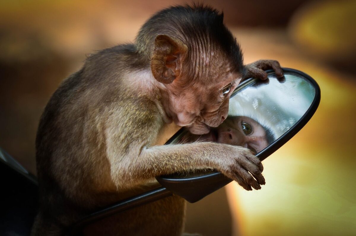 monkey, nature, primate, mammals, monkeys, reflection, smile, travel, young, mammal, animal, monkey, monkey, monkey, monkey, monkey, nature
